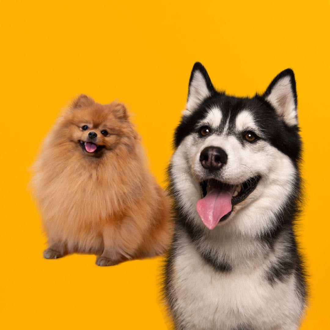 Pet - lojakeyse